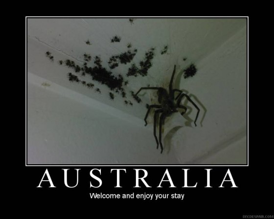 australia-spider-welcome